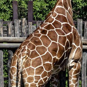 Animali - codice 1137